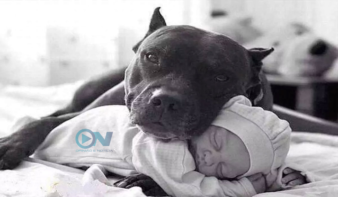 Porque uma criança e um pitbull acabaram mortos em Teresina?